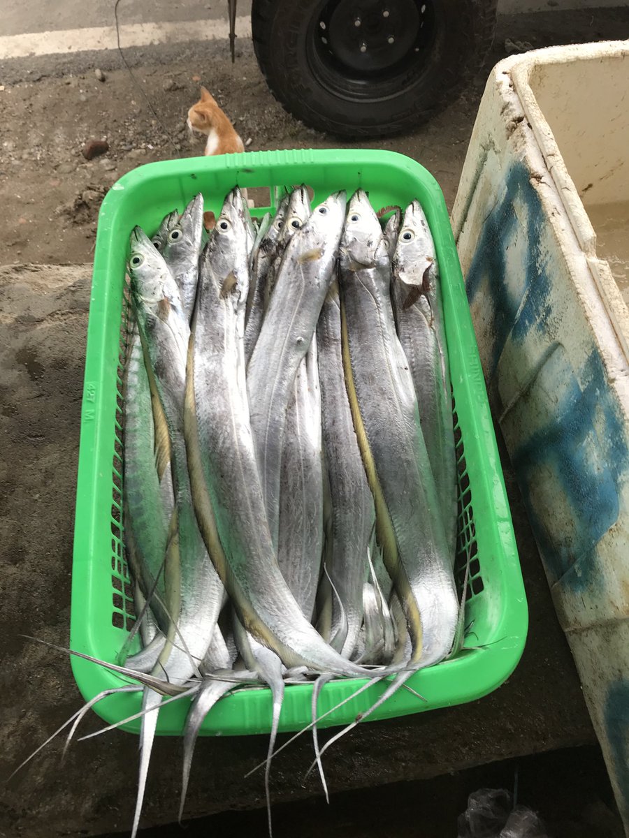 surahman00's tweet photo. Selasa 26-11-2024 Luhkan Kota Bengkulu melaporkan hasil tangkapan ikan Anggota KUB Birane An.Indra ikan layir sebanyak 70 kg
#GiatLuhkanSatminkalBRPPUPPPalembang 
#LuhLapor
#Produksi https://t.co/EZY8MVj5ui
