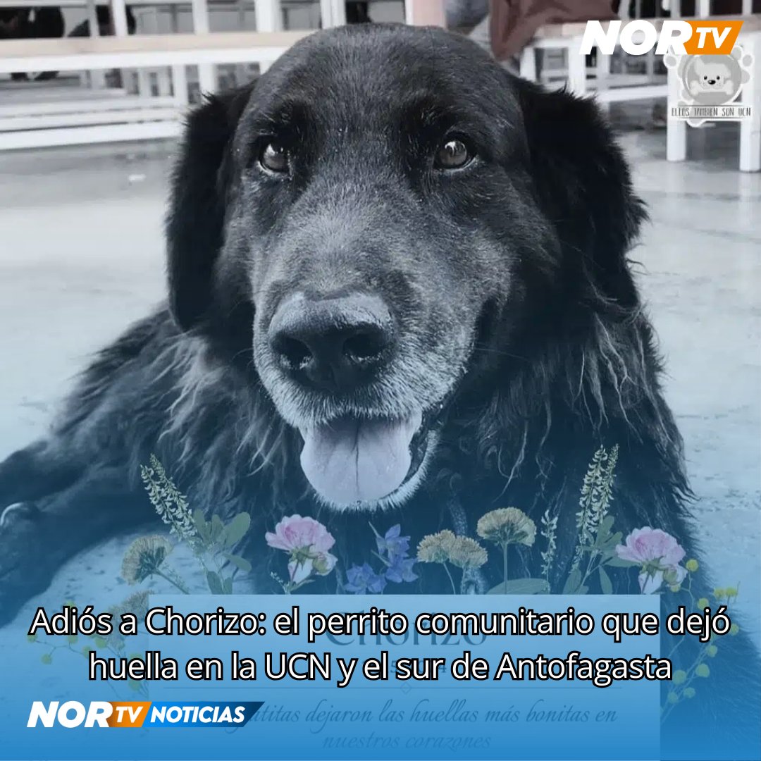NORTV_AFTA's tweet photo. ANTOFAGASTA | Chorizo, conocido por su espíritu libre y protector, fue atropellado por un conductor que se dio a la fuga sin prestar auxilio, lo que ha causado gran conmoción entre quienes lo consideraban un amigo incondicional. Su despedida será abierta para rendir homenaje https://t.co/LdRIBRmq2C