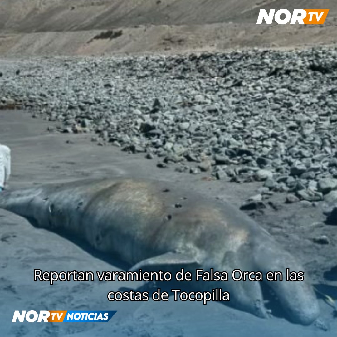 NORTV_AFTA's tweet photo. TOCOPILLA | La organización no gubernamental Desierto Azul informó este domingo 15 de diciembre sobre el varamiento de una falsa orca (Pseudorca crassidens) en las costas de Tocopilla. El hallazgo fue alertado por pescadores de la zona, quienes notificaron a las autoridades. https://t.co/Bt5QaO5VHx