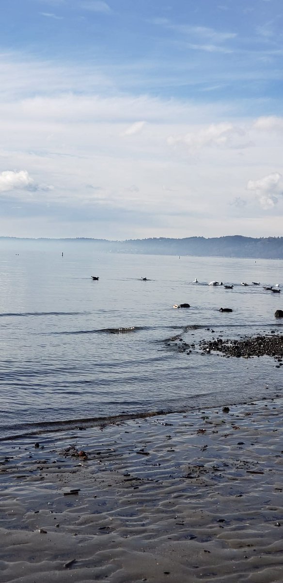 R0sear1n's tweet photo. Where the sea meets the sky—Puget Sound, a view to remember.
#PugetSoundViews #NatureVibes
#NaturePhotography https://t.co/8qi0f04qPz