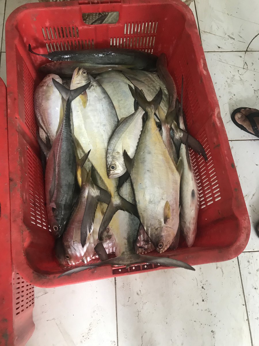 surahman00's tweet photo. Senin 18-11-2024 Luhkan Kota Bengkulu melaporkan hasil tangkapan ikan KUB BuranecAn.Sugi ikan talang sebanyak 35 kg 
#GiatLuhkanSatminkalBRPPUPPPalembang 
#LuhLapor
#Produksi https://t.co/UTN1CBbBwv
