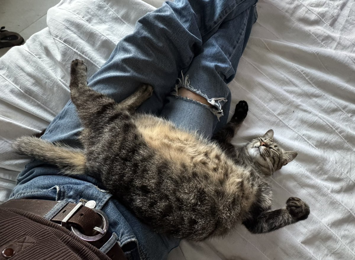 Me enamoré de una gata q se auto adoptó. Nada estoy vieja …