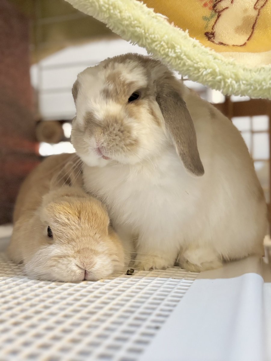 lifegodrabbi2's tweet image. とてもかわいい♡