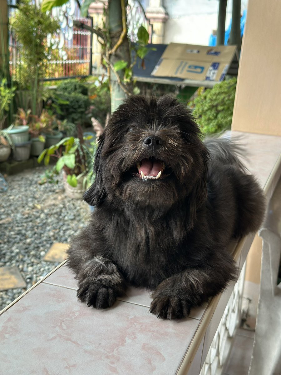 Midnight 🖤🐶🐾

#shihtzu #shihtzusofinstagram #dogsofinstagram #dogstagram #doggo 🥰🥰🥰