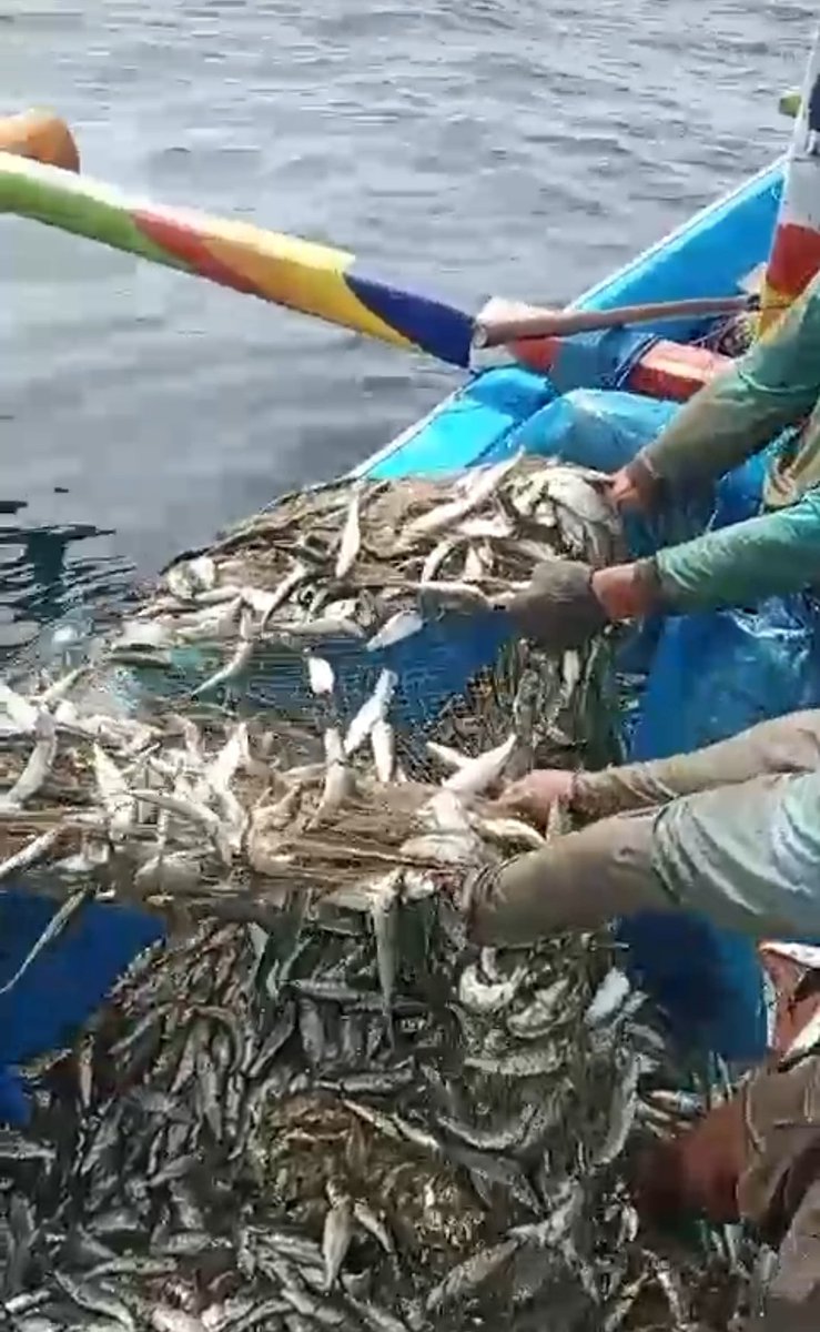 patria_ibi's tweet photo. Senin(16/12), Ibi Patria, S.Pi, Luhkan Kab. Jember, Ds Mojomulyo, melaporkan tangkapan an. Sholihin, Ikan Lemuru sebanyak 1210 kg, harga 4.000/kg, alat tangkap jaring insang hanyut #GiatLuhkanSatminkalBwi #Jember #tangkap https://t.co/ll58gWGGFs