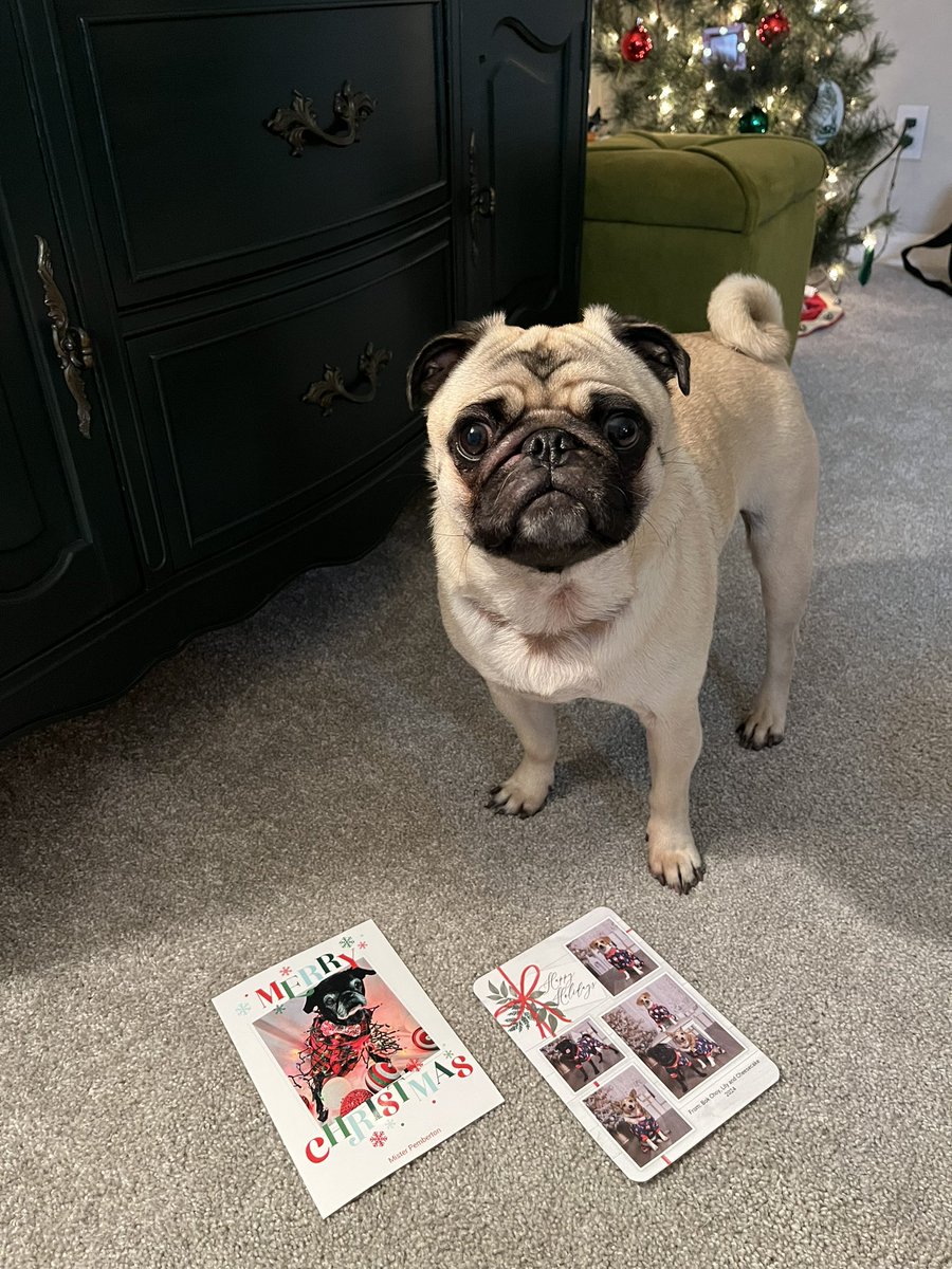More #PugTalk cards came in! Thanks <a href="/Chichidog6/">Angel Samantha Chichi</a> and <a href="/MisterPemberto1/">Mister Pemberton</a> 🎅🏻