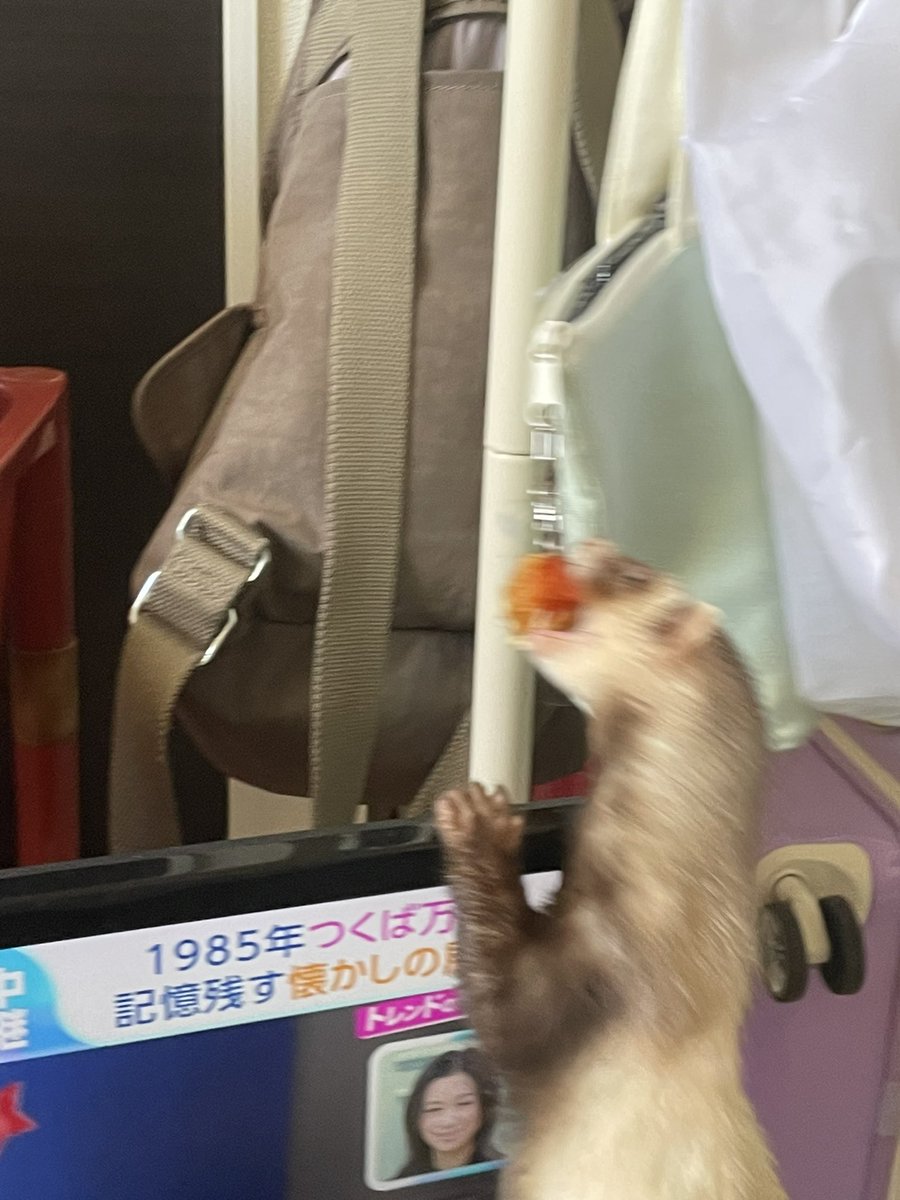 yui_frt34's tweet photo. こらこらこら

#フェレット https://t.co/s4ULrihV8B