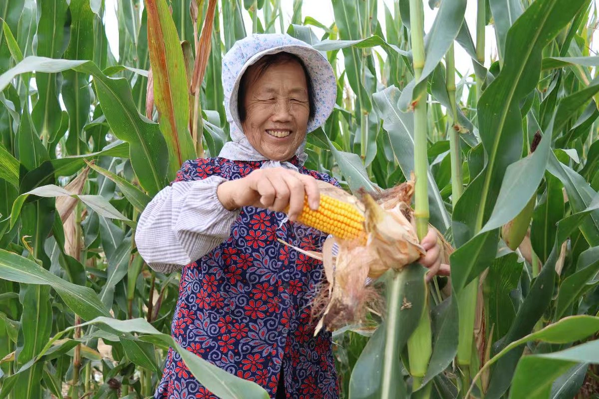 YAPJZ1's tweet photo. 丰收的喜悦🌽🌽🌽 https://t.co/IYVokgvVyc