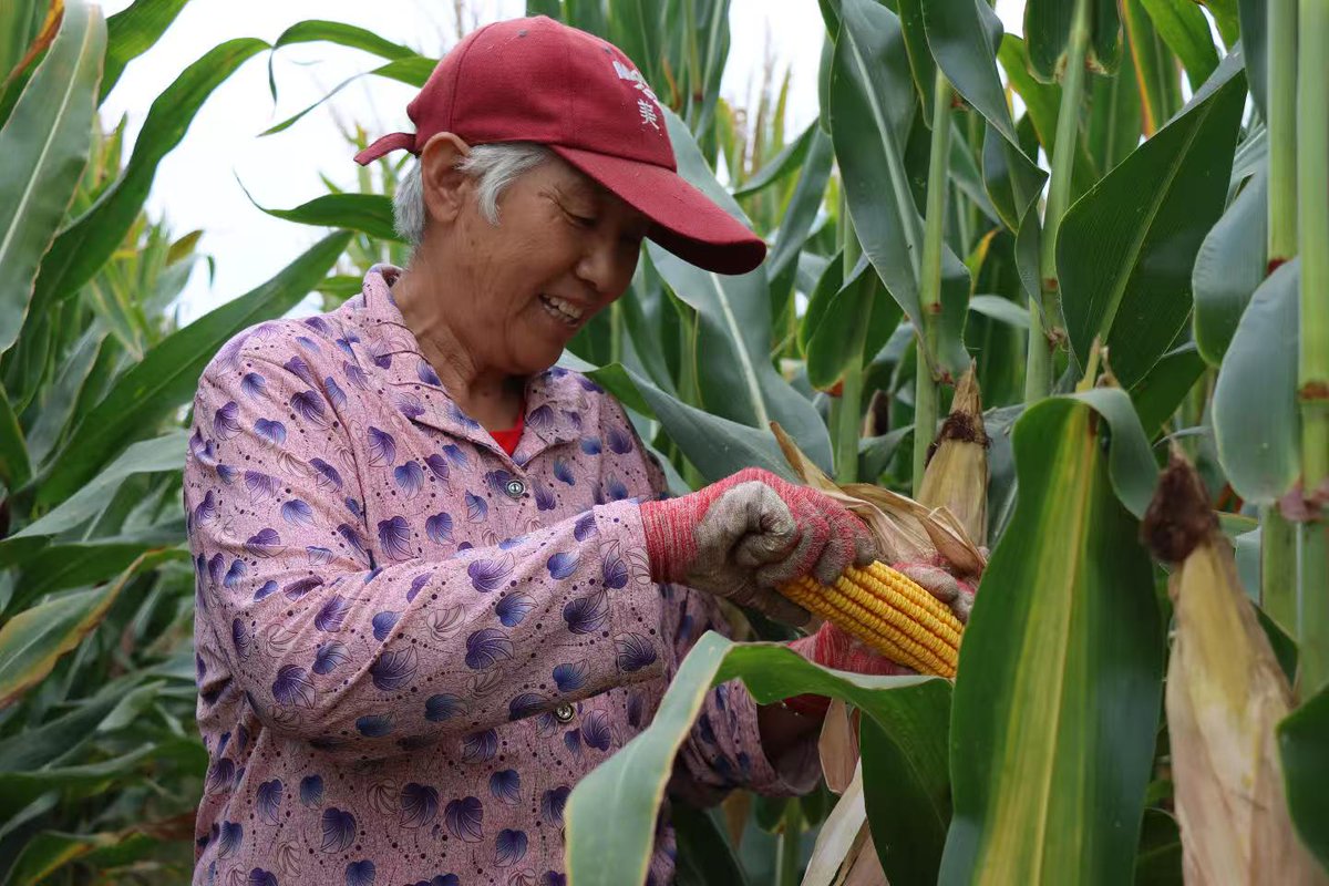 YAPJZ1's tweet photo. 丰收的喜悦🌽🌽🌽 https://t.co/IYVokgvVyc
