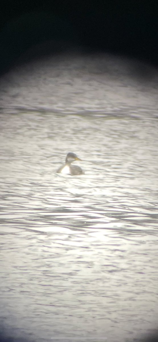 hyperlitebyerly's tweet photo. @baggins_bow Hey! I got him yesterday too! Lifer for me. I had just dried off from the CBC and had to trudge back out into the rain but worth it 🤘 https://t.co/MibA6iZDs7