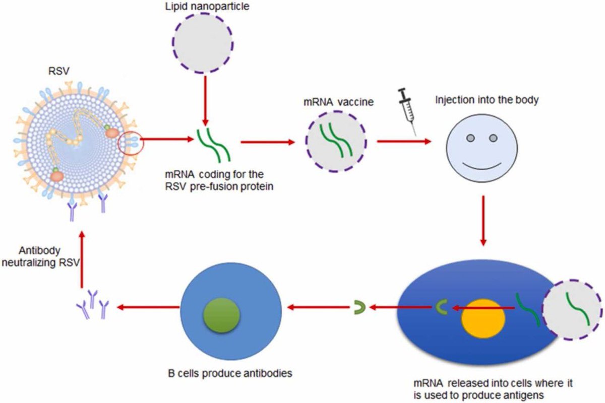 Bad news for RSV vaccine development for infants! 

The FDA halted enrollment of young children in RSV vaccine trials after 5 infants developed severe RSV infections who received one of Moderna’s mRNA vaccines for RSV during a phase 1 trial. 1/