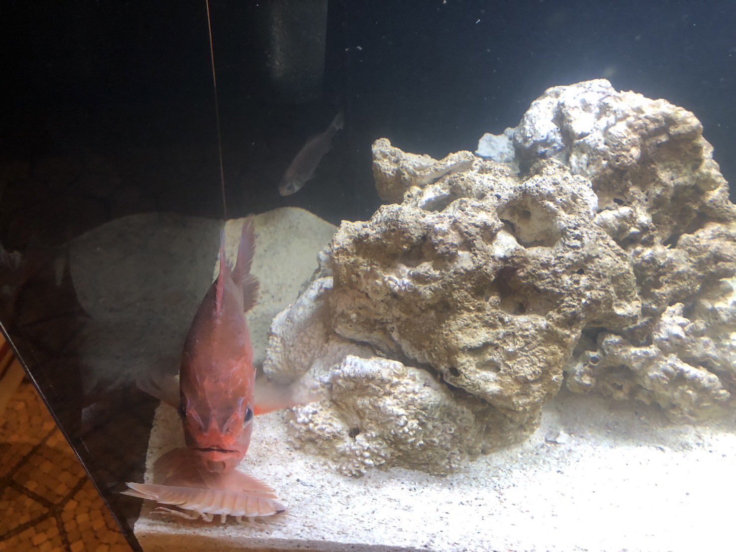 カラスザメ 標本 深海魚 その他