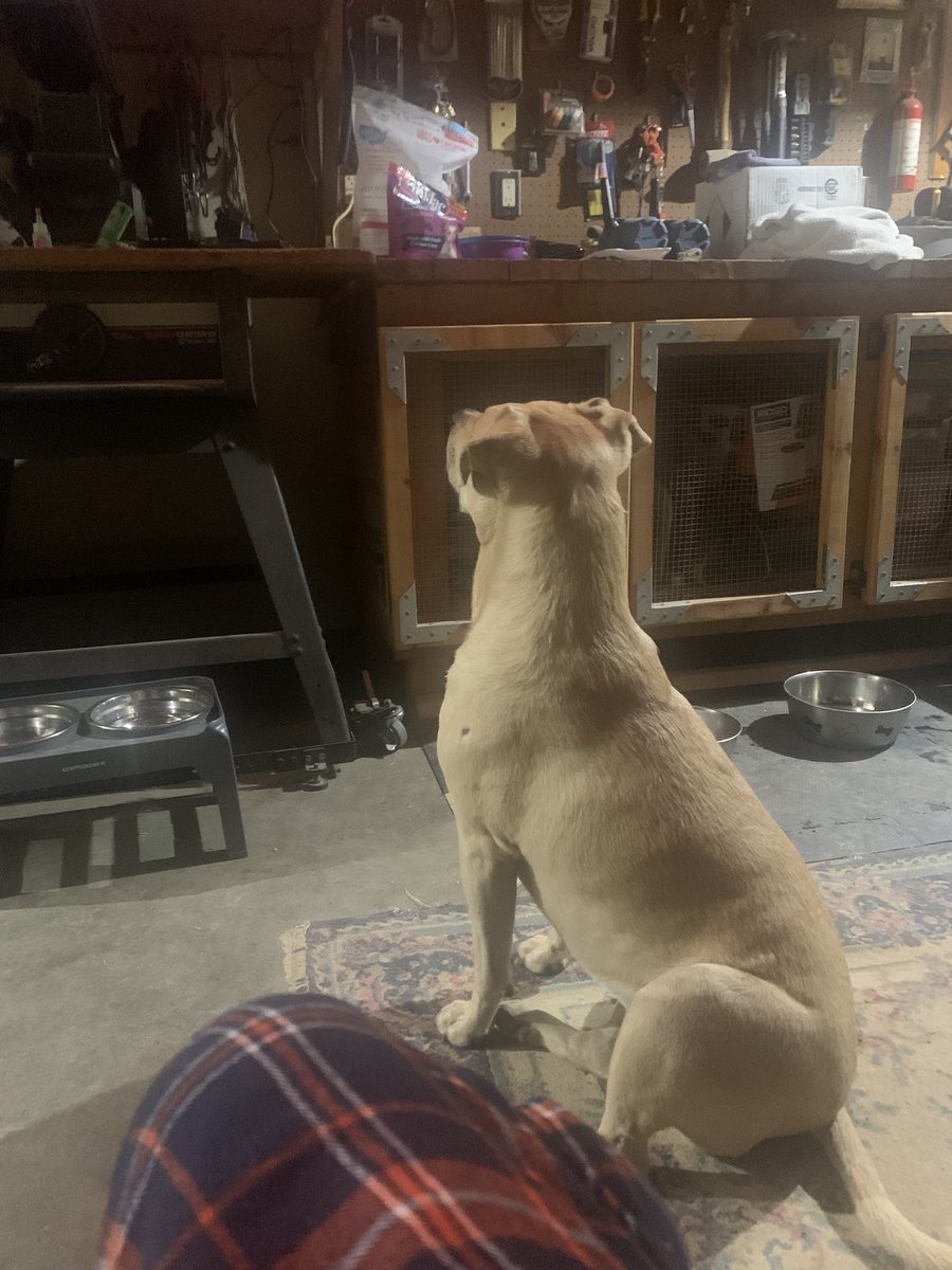 Watching the dog movie Max