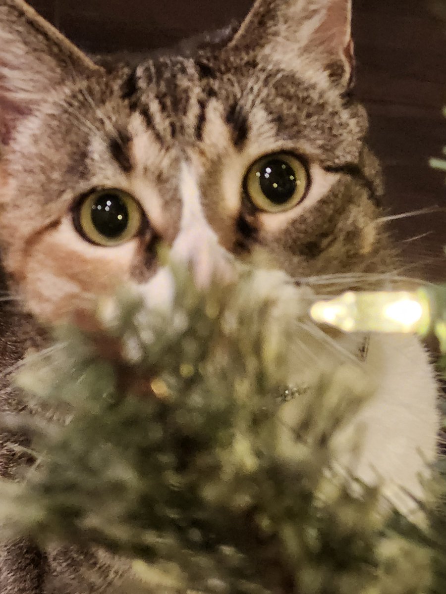 MightyHuntress1's tweet photo. Oh, the possibilities. 

#OccupyTree #CatsOfTwitter #NaughtyPetsClub #Cats #ZSHQ https://t.co/dfAysWkhUg
