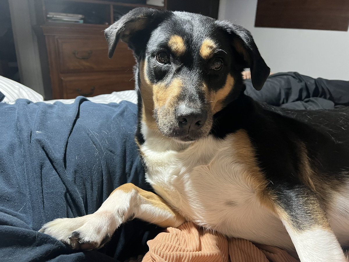 vvaveIengths's tweet photo. my pretty layla https://t.co/OEiHZq9Gpf