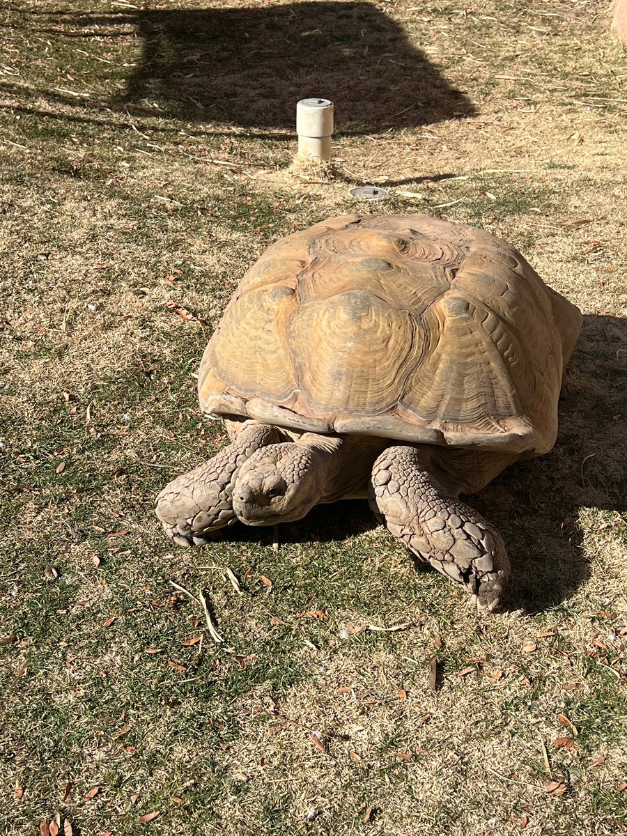bianca_hoops's tweet photo. Got close with this tortoise today and he made the naughty list this year @abqbiopark. 

https://t.co/lPErlN5tTO https://t.co/srnZQ1SbKC