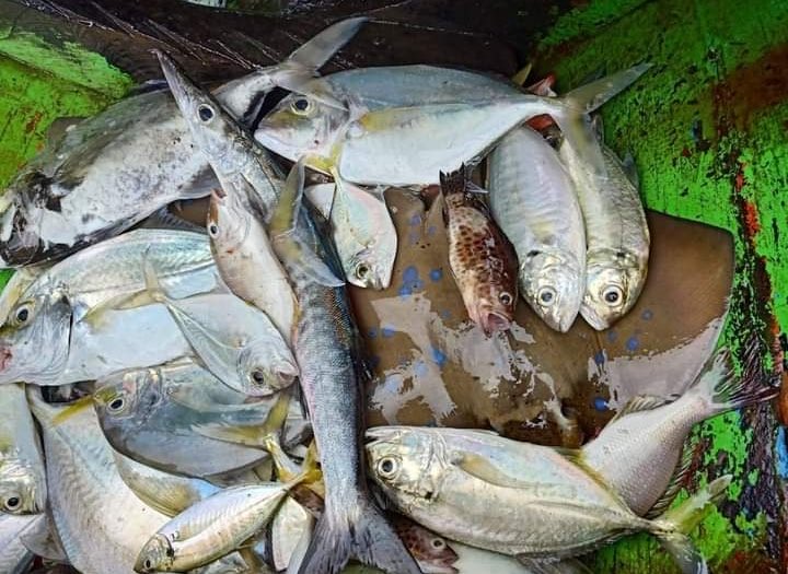 surahman00's tweet photo. Selasa 2-10-2024 Luhkn Kota Bengkulu melaporkan hasil tangkapan ikan KUB Hiu Kumbang An.Sandro Ikan Kapas2 sebanyak 20 Kg
#GiatLuhkanSatminkalBRPPUPPPalembang 
#LuhLapor
#Priduksi https://t.co/GhGnHN3Ub8