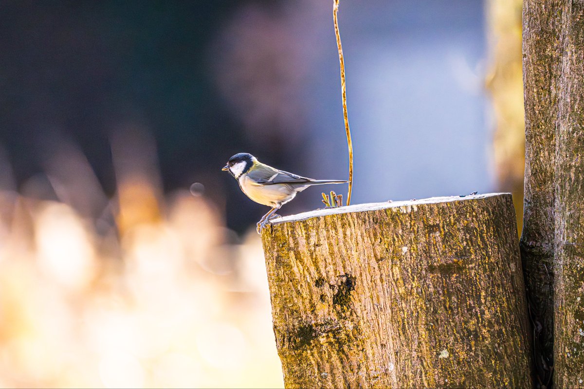 シジュウカラ。美しいけどすばしこい奴。
#シジュウカラ　＃野鳥撮影