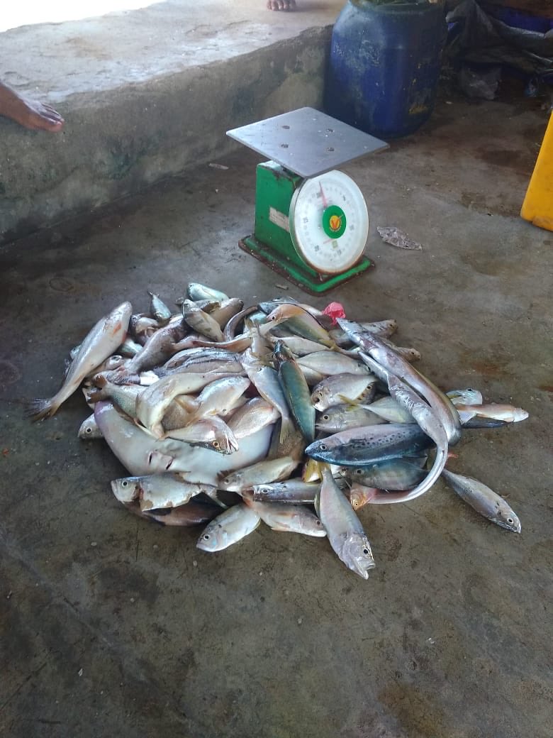 surahman00's tweet photo. Rabu 16-10-2024 Luhkan Kota Bengkulu melaporkan hasil tangkapan Anggota KUB Hiu Kumbang An.Rian ikan rucah sebanyak 30 kg
#GiatLuhkanSatminmkalBRPPUPPPalembang 
#LuhLapor
#Produksi https://t.co/uPxtXZUonC