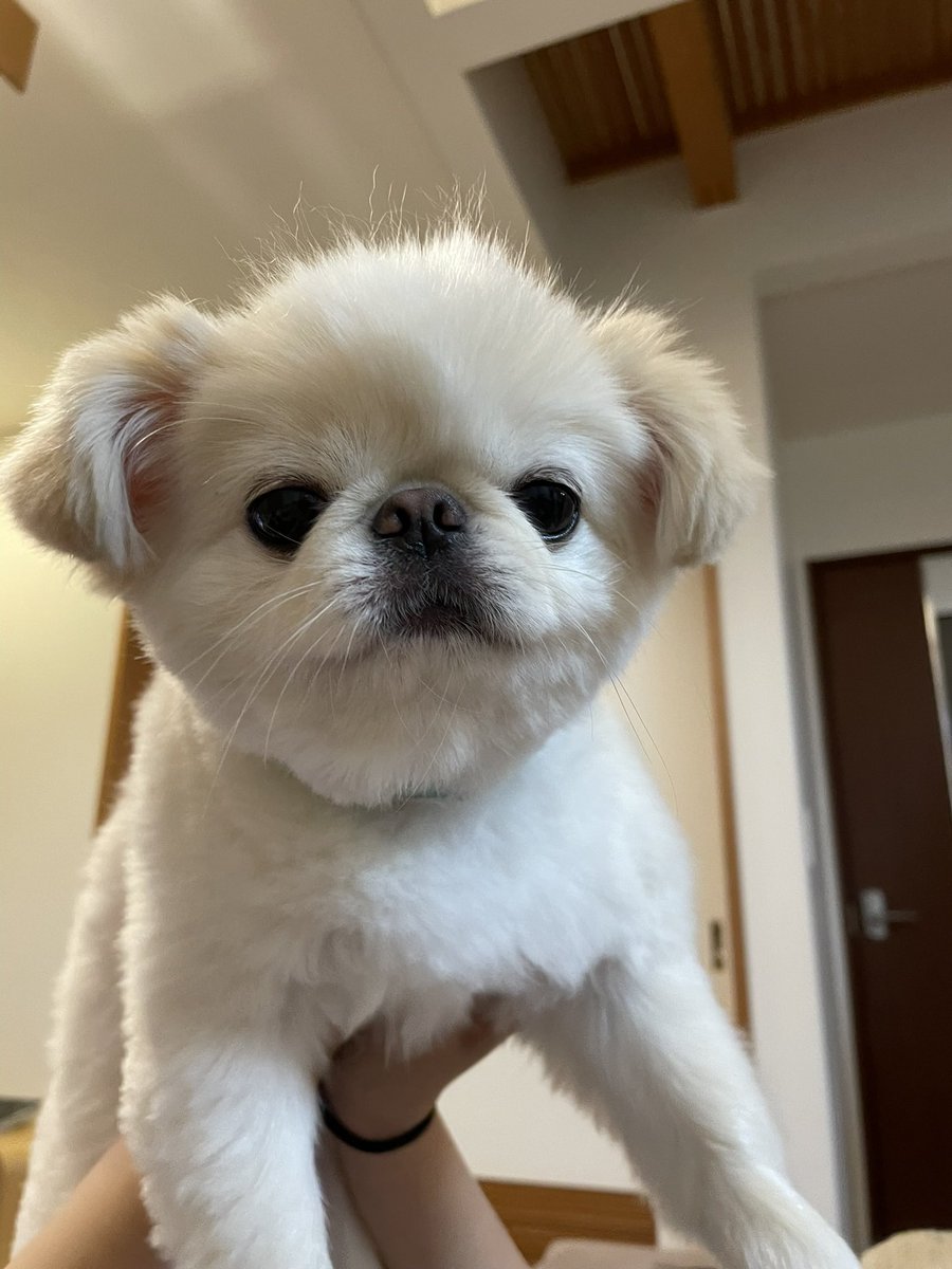【むーちゃんページ】 むーちゃんは4歳ですが今まで誰もおならを聞いたことがありません