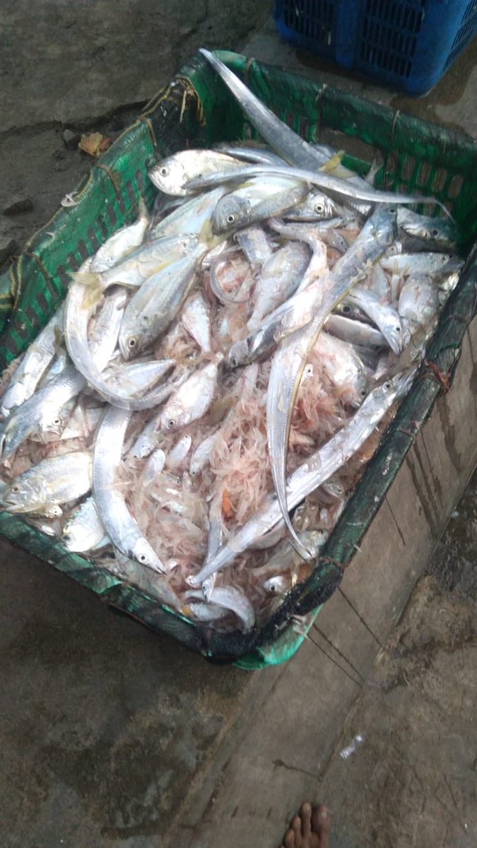surahman00's tweet photo. Senin 21-10-2024 Luhkan Kota Bengkulu melaporkan hasil tangkapan KUB Hiu Kumbang An,Dayat udang baring sebanyak 60 kg
#GiatLuhkanSatminkalBRPPUPPPalembang 
#LuhLapor
#Produks https://t.co/5RC4Emzojd