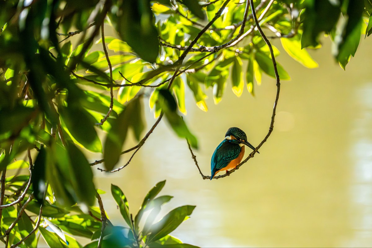 カワセミ。飛び込み台から狙いを定めて。
#カワセミ #kingfisher