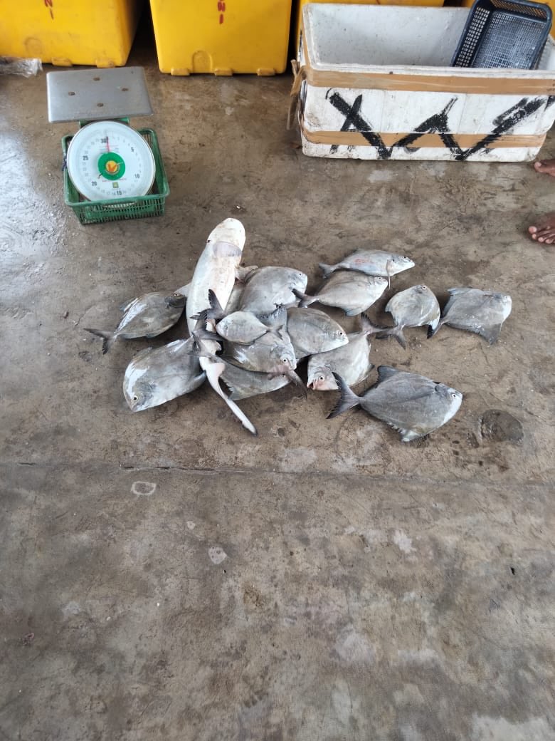 surahman00's tweet photo. Selasa 29-10-2024 Luhkan Kota Bengkulu melaporkan hasil tangkapan Anggota KUB Hiu Kumbang An.Anto ikan bawal hitam sebanyak 25 kg
#GiatLuhkanSatminkalBRPPUPPPalembang 
#LuhLapor
#Produksi https://t.co/VuvKGYPf4D