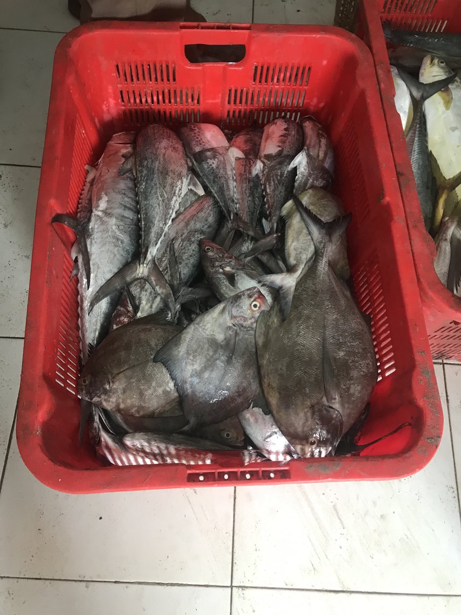 surahman00's tweet photo. Rabu 16-11-2024 Luhkan Kota Bengkulu melaporkan hasil tangkapan anggota KUB Birane An.Lacok ikan bawal hitam sebanyak 40 kg
#GiatLuhkanSatminkalBRPPUPPPalembang 
#LuhLapor
#Produksi https://t.co/YCPA8DsbHA