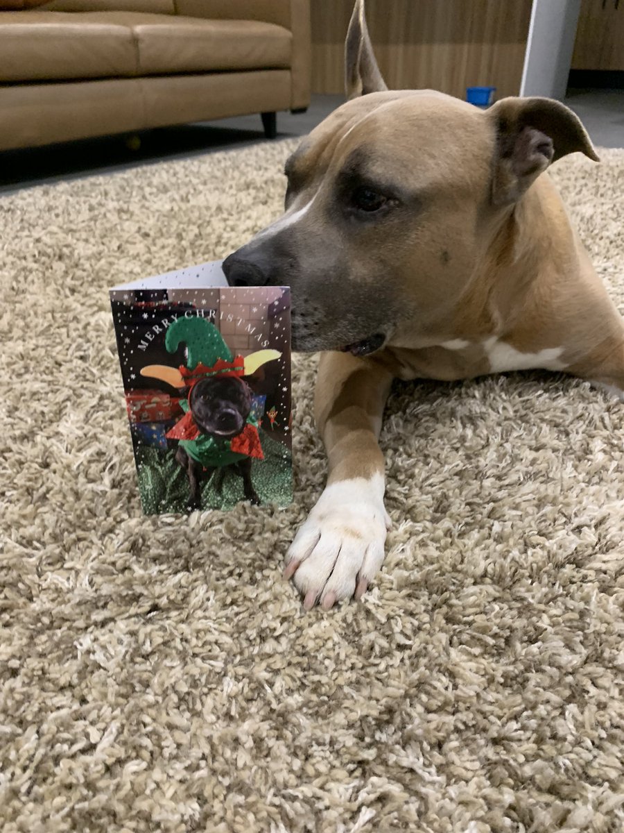 DiannaConstant2's tweet image. Looky here pals… another lovely Christmas card for me. It’s from my gorgeous cousin, Suzie (she’s adorable 🥰) and Aunty K. Thank you both. Bring on 2025, we can’t wait! 😘@KathrynMcKella2