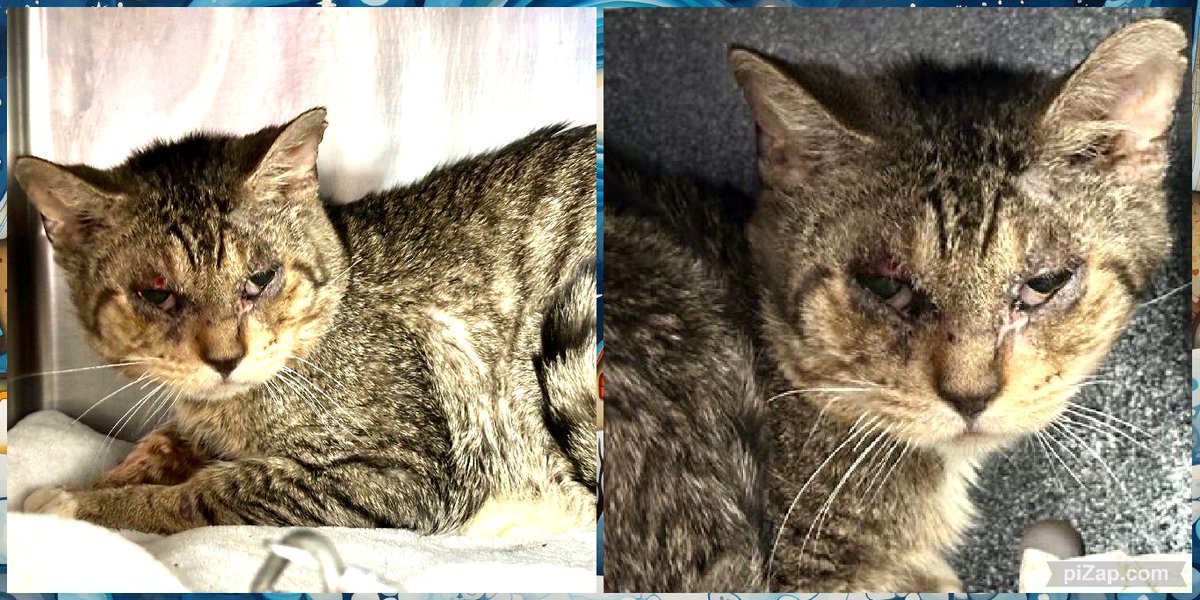 MEDICAL PRIORITY! Client arrived at the MACC with a stray cat Merlo. Client lives in NYCHA &amp; stated that she opened her door and the cat that was in the hallway ran into her home and tried hiding in her living room. Please click link for full story.
facebook.com/photo/?fbid=10…