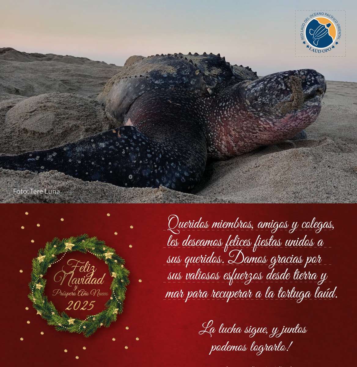 Desde la Red Laúd OPO, les deseamos tengan 🎊 Felices Fiestas con sus seres queridos. 

🙌🏽 Gracias por su arduo trabajo en la conservación de la tortuga laúd.🐢 
¡La lucha sigue y juntos podemos lograrlo! 
. 
#RedLaúdOpo #LaúdOpoNetwork #UnidosenRed #UnidosporlaLaúd #TortugaLaúd