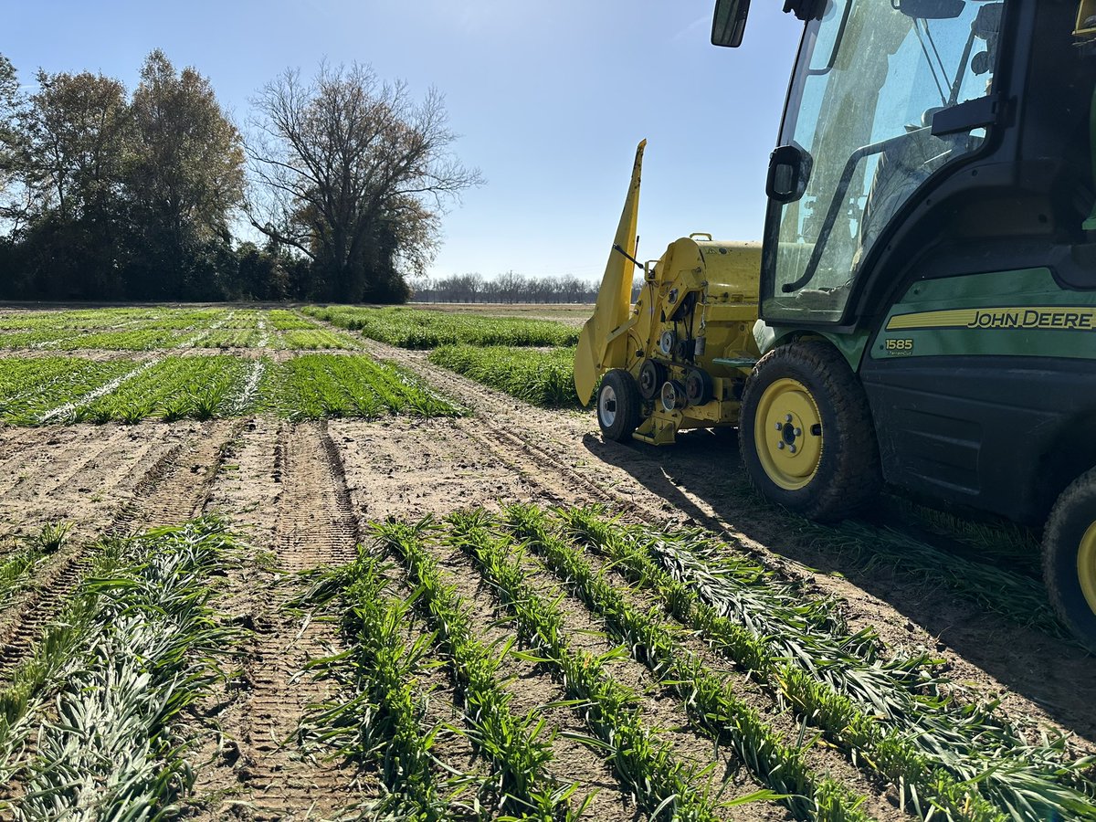First winter forage harvest of the 2024-2025 season in Central Alabama.   Wheat, oats, rye, and triticale 

#AUOVT #varietytrials