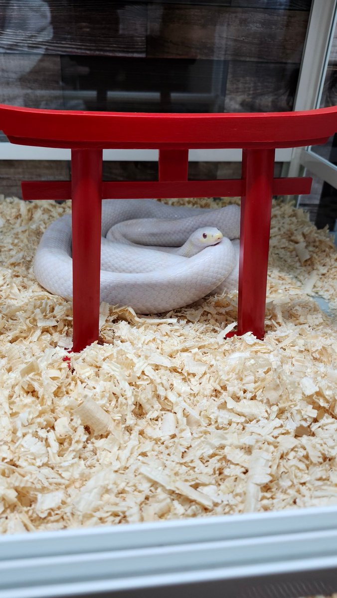 Amazonでミニチュアの鳥居買っちゃった⛩️
白蛇様って感じがしていいね🐍✨️