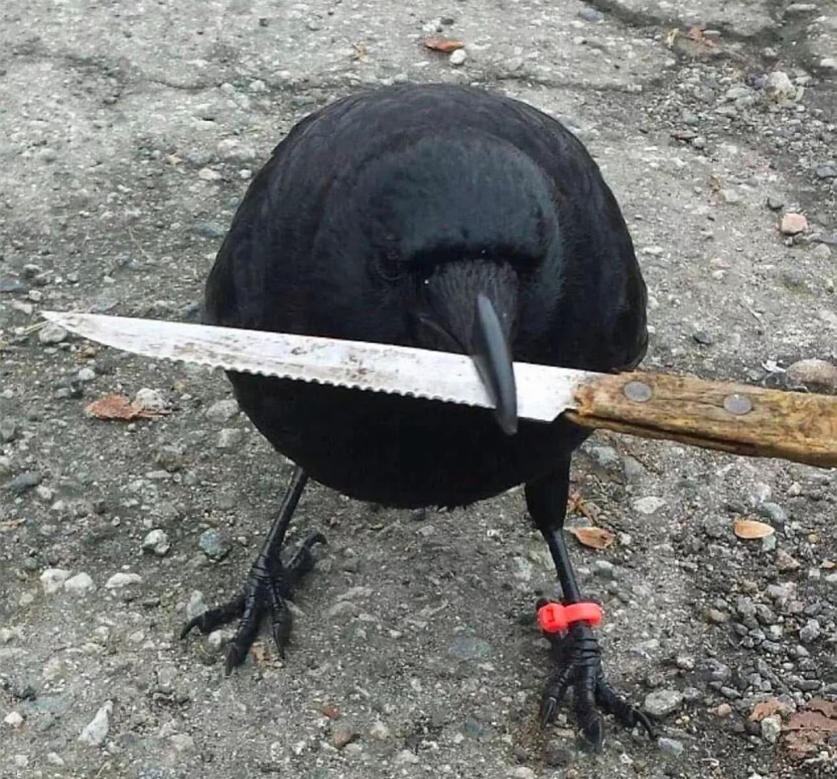 jakbolt's tweet photo. Coward https://t.co/s0ceebuGXs