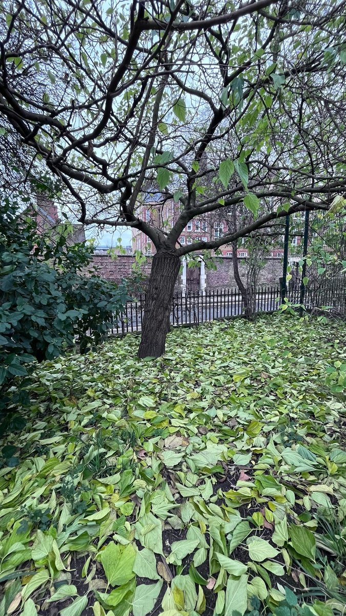 London Mulberries tweet media