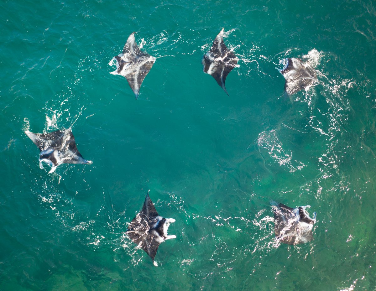 WCS Ocean (@wcsocean) on Twitter photo Mobulid rays, including manta and devil rays, are among the most endangered elasmobranch species due to heavy fishing driven by demand for their meat and gills:
➡️43 countries catch significant numbers of rays
➡️14 countries extract gill plates
Read on: research.mantatrust.org/palacios-et-al… Mobulid rays, including manta and devil rays, are among the most endangered elasmobranch species due to heavy fishing driven by demand for their meat and gills:
➡️43 countries catch significant numbers of rays
➡️14 countries extract gill plates
Read on: research.mantatrust.org/palacios-et-al…