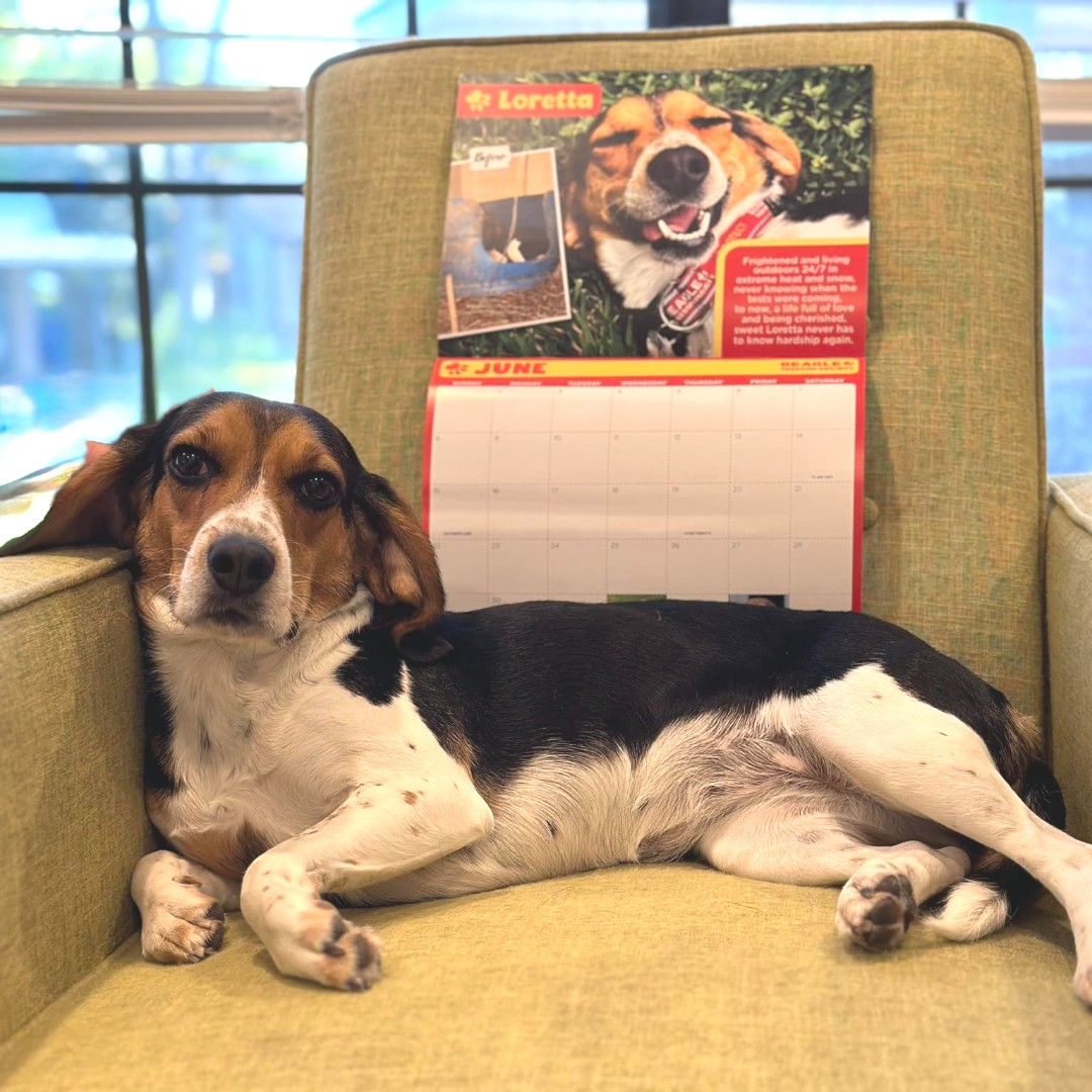 beaglefreedom's tweet photo. Beautiful Luna, formerly known as Loretta at #FreedomFields, is so excited to be featured in this year's BFP calendar! ❤️

👉 Get yours in time for the New Year: https://t.co/Y6Cpiqz5P4

#beaglefreedomproject #bfp #beaglefreedom https://t.co/kieMKOLIFR