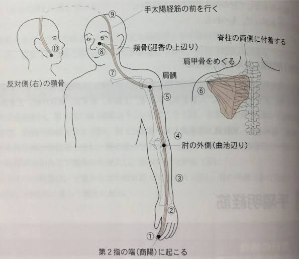 vegal2392's tweet photo. 咳には喉のケア"だけ"する人が多いですけど、腕と喉(首も)は経絡と神経も繋がってい���腕の疲れ(スマホ持ち過ぎ/重量持ちすぎ/お子さんの抱っこし過ぎ)腕にかかった負担のベクトルが喉に集まることもある。手で解すのは疲れるのでカッサかお灸が無難で内側も外側も解しましょう。目のツボとしても優秀。 https://t.co/CcRPu20ksD