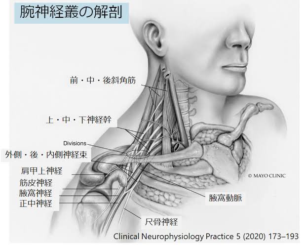 vegal2392's tweet photo. 咳には喉のケア"だけ"する人が多いですけど、腕と喉(首も)は経絡と神経も繋がってい���腕の疲れ(スマホ持ち過ぎ/重量持ちすぎ/お子さんの抱っこし過ぎ)腕にかかった負担のベクトルが喉に集まることもある。手で解すのは疲れるのでカッサかお灸が無難で内側も外側も解しましょう。目のツボとしても優秀。 https://t.co/CcRPu20ksD
