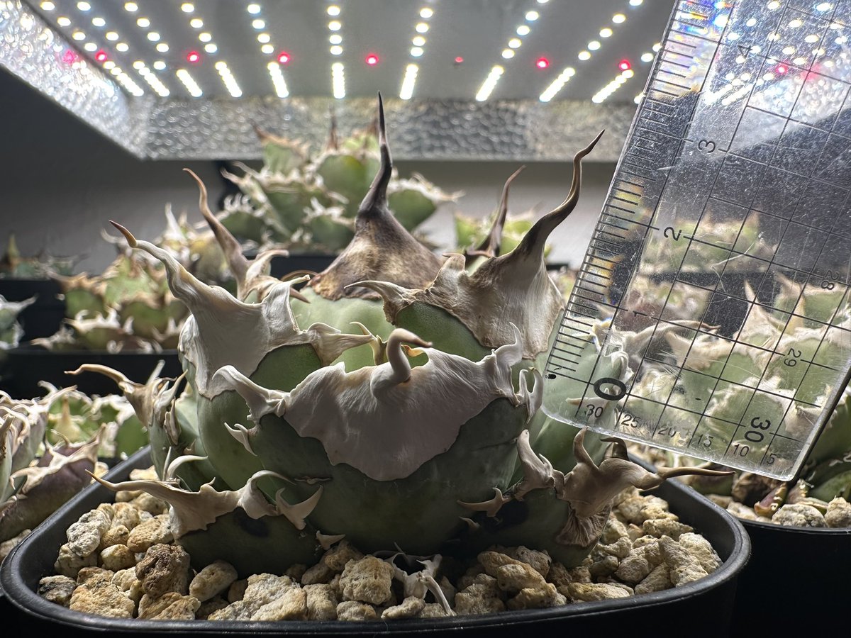 茶々丸#1 tweet media