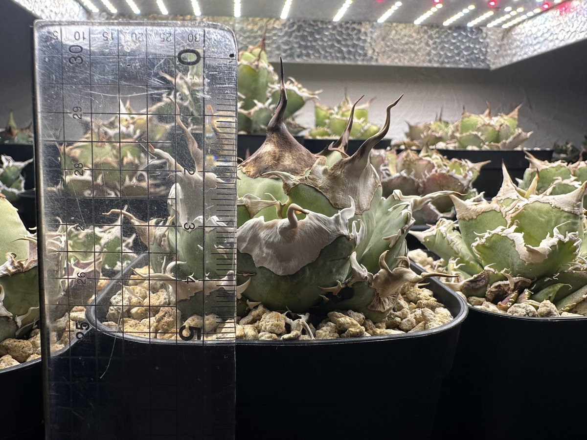 茶々丸#1 tweet media