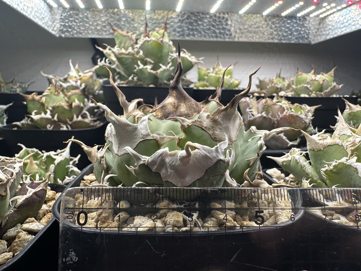 茶々丸#1 tweet media