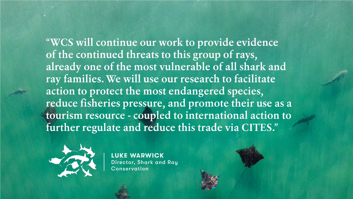 WCS Ocean (@wcsocean) on Twitter photo In the new <a href="/MantaTrust/">Manta Trust</a> study, scientists highlight globally decreasing populations of vulnerable rays and call for urgent fisheries management action.
Learn more about how @theWCS is working to create a more sustainable future for sharks and rays: wcs.org/sharks In the new <a href="/MantaTrust/">Manta Trust</a> study, scientists highlight globally decreasing populations of vulnerable rays and call for urgent fisheries management action.
Learn more about how @theWCS is working to create a more sustainable future for sharks and rays: wcs.org/sharks