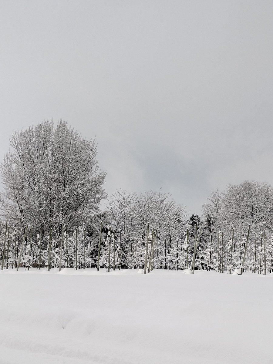 kerokey's tweet photo. 雪… https://t.co/OFHrQ0jvzK