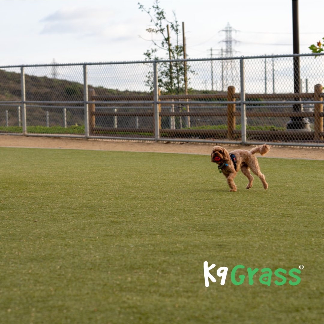 Cesar Millan's top choice for his pets? K9Grass® by ForeverLawn! 🌟 Give your furry family a clean, safe space to play. And for a limited time, get up to $1500 OFF your installation! 🐕✨

📞 Call us today at (360) 455-9500
💻 Or visit: foreverlawnps.com/get-started