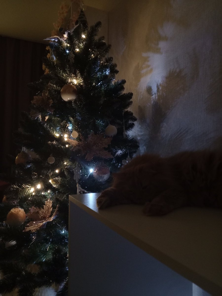 twinlistar's tweet photo. cat sleep 💤 https://t.co/adVLkfM3Bs