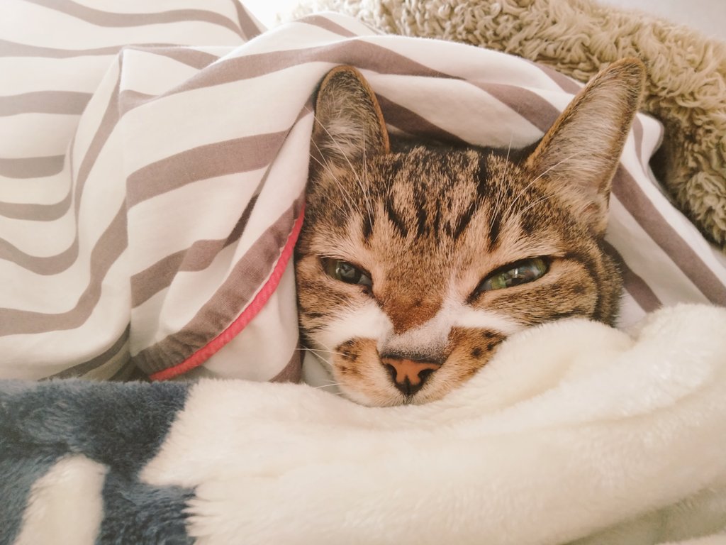 machabowling's tweet photo. おはようございます😺😊
出てこれるわけがない😊😺

 #cats #catsoﬁnstagram #catslover #lovecats #instacats #ねこすたぐらむ #ねこ #ねこのきもち #ねこすき #catweet #にゃんだふるらいふ #ねことの暮らし #ねこのいる生活 #ねこずきさんと繋がりたい https://t.co/C2KSclSYXQ