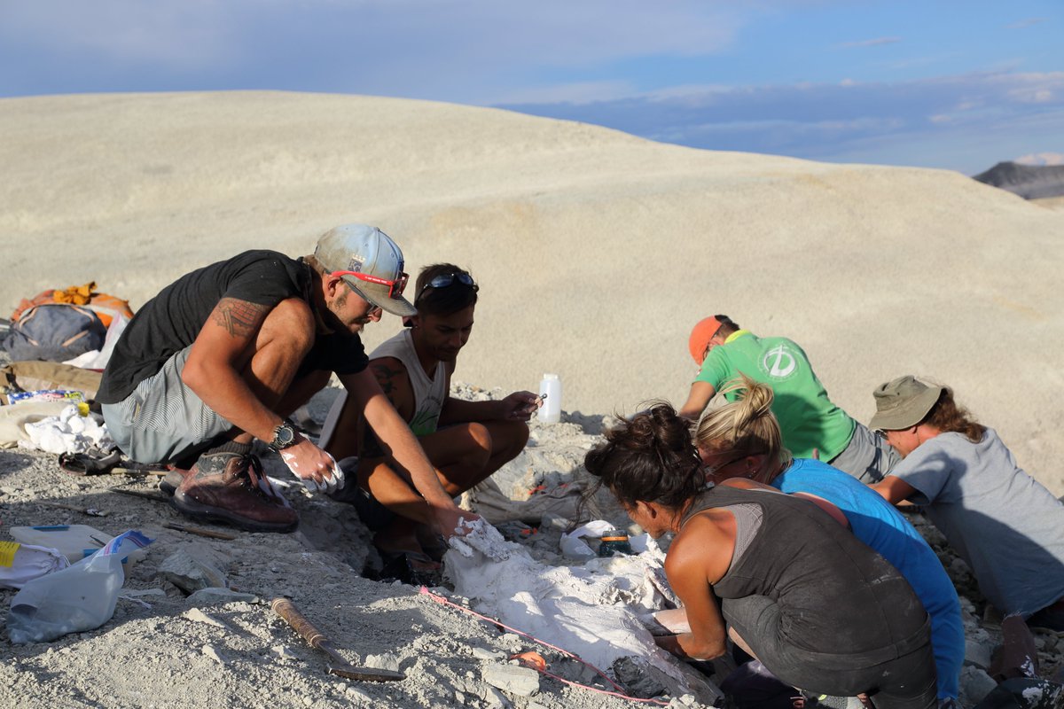 Lindsay Zanno (@expeditionlive) on Twitter photo Excited that our newest beastie Fona herzogae made <a href="/SmithsonianMag/">Smithsonian Magazine</a> top 10 #dinosaur discoveries of 2024! From the first bones in 2008 to last year's freshest finds, this little burrower keeps turning up. Shout out to the💯s of people who have helped collect Fona over the yrs! Excited that our newest beastie Fona herzogae made <a href="/SmithsonianMag/">Smithsonian Magazine</a> top 10 #dinosaur discoveries of 2024! From the first bones in 2008 to last year's freshest finds, this little burrower keeps turning up. Shout out to the💯s of people who have helped collect Fona over the yrs!