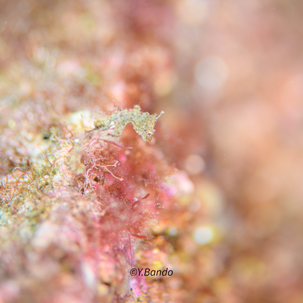 banchan12's tweet photo. 写真とは真逆に上向きに
#ジャパピグ #大瀬崎 #湾内 #diving
#squbadiving #underwaterphoto #macrophotography #水中写真 https://t.co/ssgNaK4DhJ