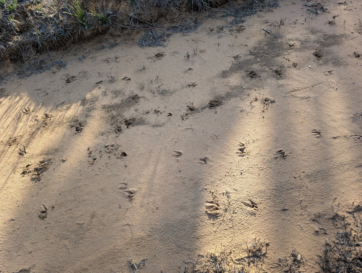 HumbleBeastKerr's tweet image. Little different today, worked on #ProjectOpal before work, work. And then climbed a tree for a little saddle #bowhunting this evening. One armadillo later no sightings, just tracks. 

When I got back in my truck and was driving out I scared a family of wild hogs, each about…